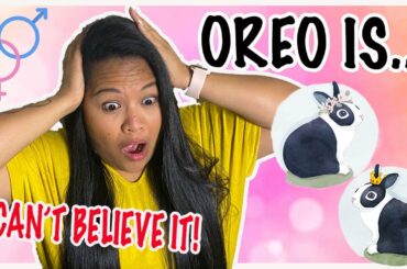 Shocking News! My Bunny is...