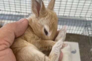 Baby Bunny Update
