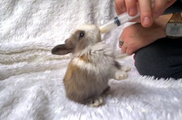 Baby bunnies love milk