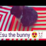 Esu the bunny || cute baby rabbit || cute rabbit 🤩