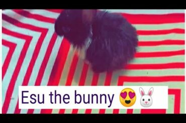 Esu the bunny || cute baby rabbit || cute rabbit 🤩