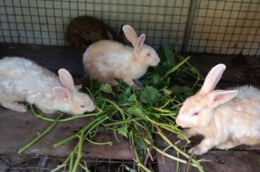 Rabbit Eating Vegetable ASMR - Rabbit Videos - Funny and Cute Rabbit  Videos - Cute Rabbits - Rabbit