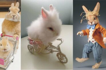 Funny Rabbit Videos - Cute Rabbits Cute Animal Rabbits Videos Compilation #09 | Favorite Views