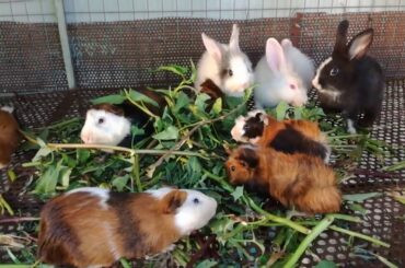 Rabbit Eating | Funny and Cute Baby Bunny Rabbit Videos | Baby Animal Video Compilation 2020