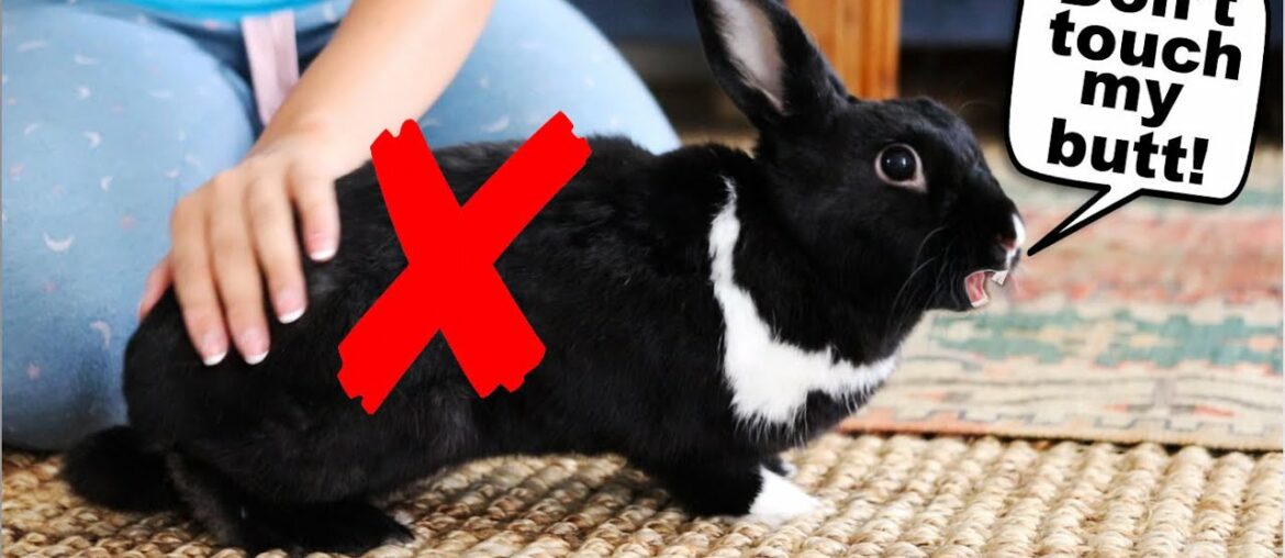15 Things Rabbits Hate About Humans!