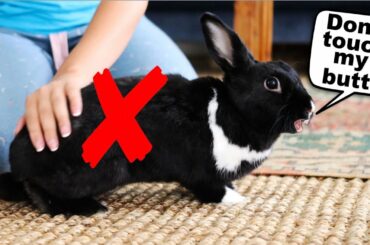 15 Things Rabbits Hate About Humans!