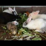Rabbit Eating Vegetable - Funny and Cute Baby Bunny Rabbit Videos - Cute Rabbits - Rabbit