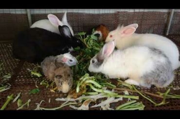 Rabbit Eating Vegetable - Funny and Cute Baby Bunny Rabbit Videos - Cute Rabbits - Rabbit