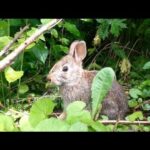 Baby bunny eating dandylions in forest [Part 1]