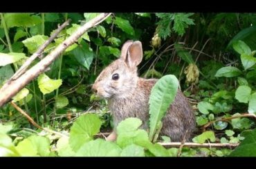 Baby bunny eating dandylions in forest [Part 1]