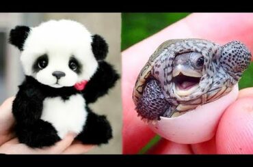 Animals SOO Cute! Cute baby animals Videos Compilation cutest moment of the animals #2