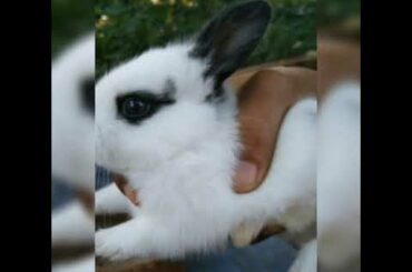 CUTE BABY RABBIT