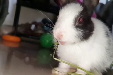 Cute little rabbit eating