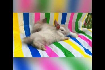 Baby bunny cuteness