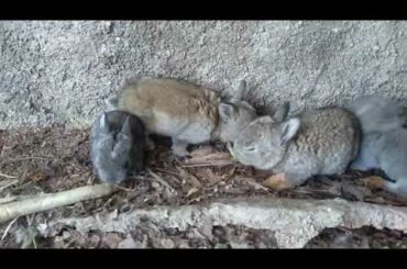 Very cute baby bunnies 14 days old