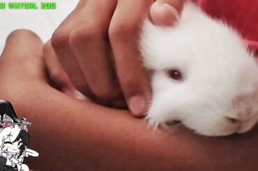 Super cute baby animal. Baby Rabbit