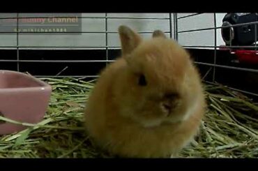 Cute Baby Bunny Rabbit カメラの前のネザーランドドワーフの子うさぎ!! Netherland Dwarf