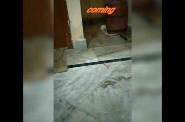 Rabbit training #part 1