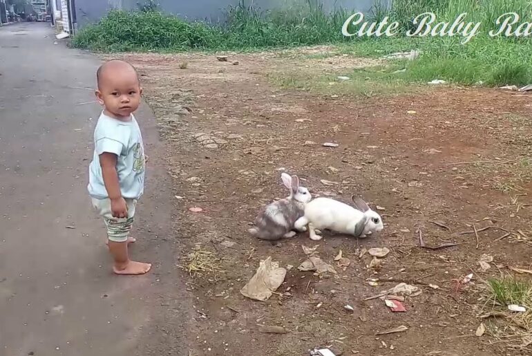 Cute Baby Ratoe playing with Pet Bunny.