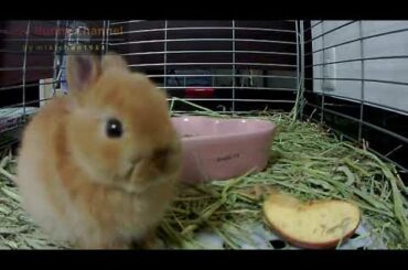ティモテ 毛づくろいする子うさぎ!! Part 2.Netherland Dwarf