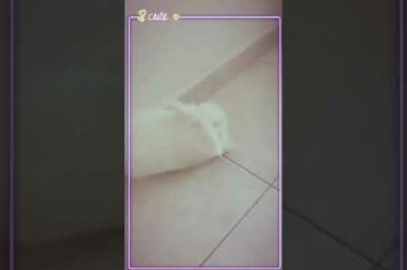 Daisy the crazy bunny - Cute wake up