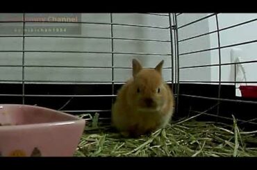 ティモテ 毛づくろいするネザーランドドワーフの子うさぎ!! Part 11.Netherland Dwarf