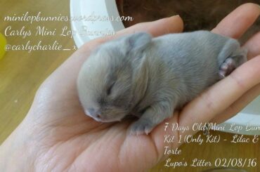 1 - 11 Day Old Mini Lop Baby (Part 4) Bunny Rabbit Kit Runt - Surprise Litter aka Holland Lop