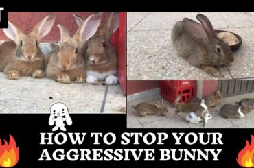 How to Stop your aggressive Bunny 🐇 Funny and Cute Baby Bunny Rabbit 🐇 Baby Animal Video Compilation