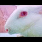 My cute rabbit ❤️😍