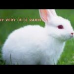 Vary vary cute rabbit in the world