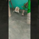 Cute animal Rabbit as pets video/Rabbit farming in india