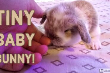 Tiny Baby Bunny! (Cute baby bunny Holland Lop)