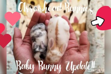 Baby Bunny Update!