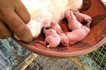 Rabbit Baby drinking milk
