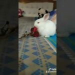 Cute bunny 😍 #rabbit
