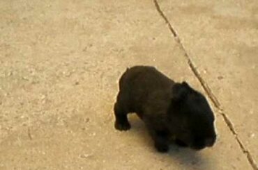 12 Day Old Baby Rabbit Walking