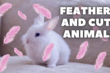 Cute Baby Bunnies and dog