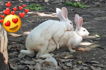 Cute Baby Rabbit Pets in Backyard – Cute Rabbit Videos!
