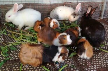 Daily Cute Rabbit Eating Vegetable - Funny Baby Bunny Rabbit Videos - Cute Rabbits Compilation 2020