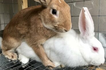 Cute Rabbit Bredding - Rabit Mating Video! I Will Have Baby Rabbit Soon!