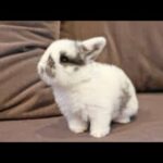 Cute Bunny Makes weird Noises