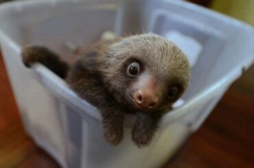 BABY SLOTH! Cutest Baby Sloth EVER!