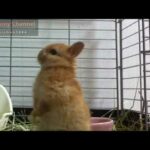 Cute Bunny Rabbit learn stand up!!Netherland Dwarf うさちゃん、後ろ足立ちする