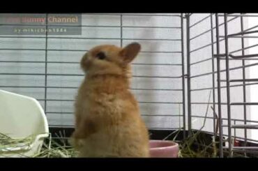 Cute Bunny Rabbit learn stand up!!Netherland Dwarf うさちゃん、後ろ足立ちする