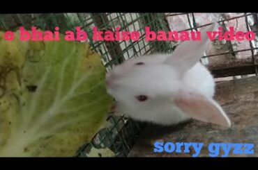 pregnant rabbit care in hindi  next video  #rabbit care