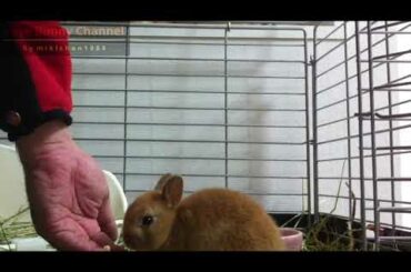 Cute Bunny eating Banana!!Netherland Dwarf