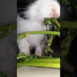 Cute little rabbit Robbie chewing coriander