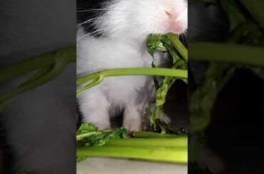 Cute little rabbit Robbie chewing coriander