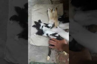 Cute rabbit babies