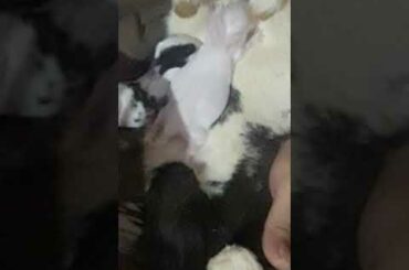 Cute ( hungry )rabbit babies
